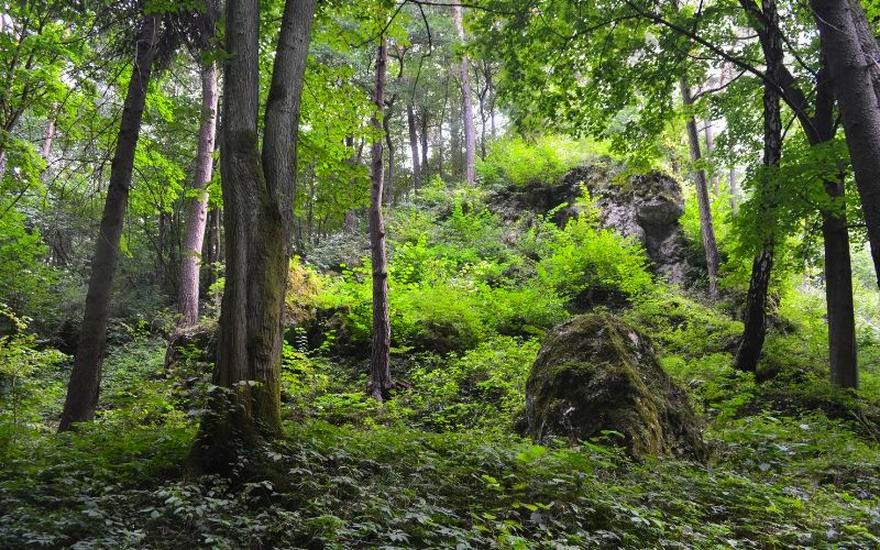 Jakie zwierzęta żyją w Bieszczadach – rysie, wilki i niedźwiedzie