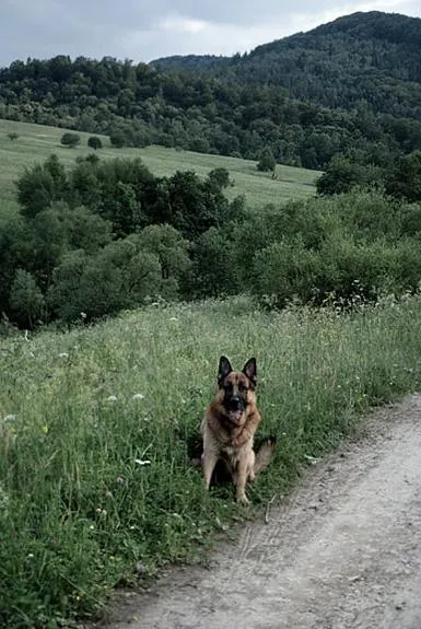 Trasy na Tarnicę dla psów